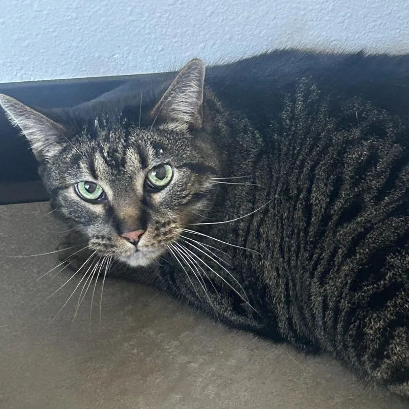 A senior small-sized male Gray / Blue / Silver Domestic Short Hair cat named Scamp for adoption in Cody, WY