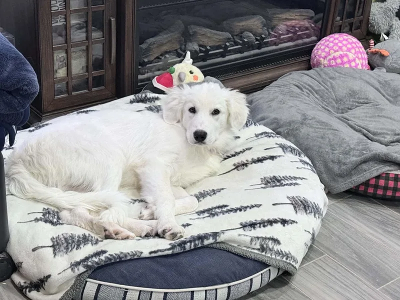 A baby large-sized male Great Pyrenees dog named Skyland for adoption in Mcallen, TX