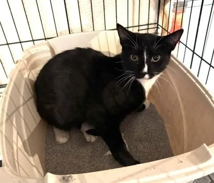 A baby small-sized male Black & White / Tuxedo Domestic Short Hair cat named Dau Dau for adoption in New York, NY