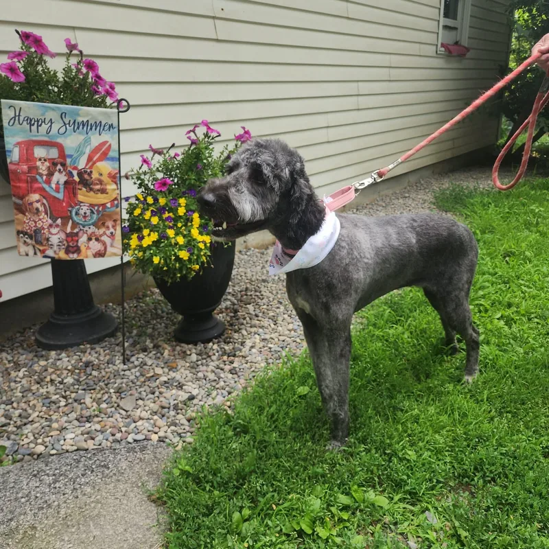 An adult medium-sized female Labradoodle dog named Dixie for adoption in Monticello, NY