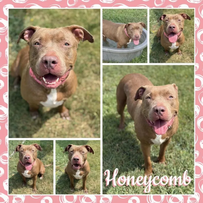 An adult large-sized female Pit Bull Terrier dog named Honeycomb for adoption in Fort Smith, AR