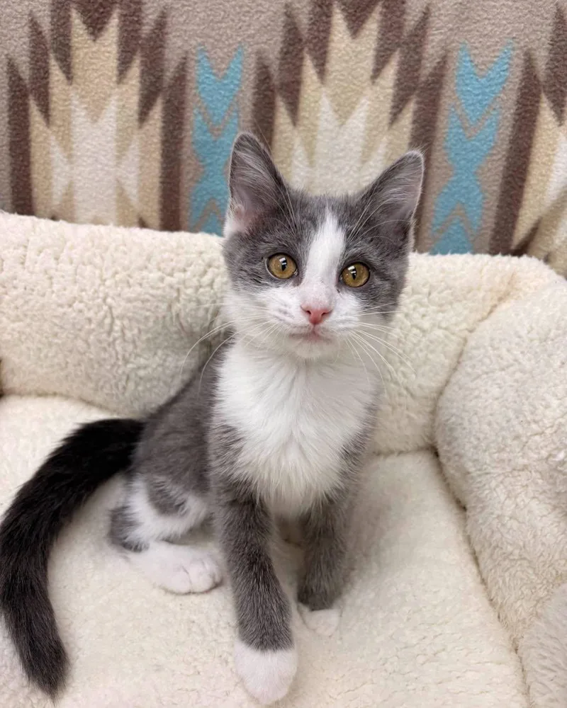 A baby medium-sized female Gray & White Domestic Short Hair cat named Brioche for adoption in White Oak, PA
