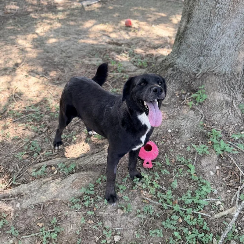 A senior large-sized female Black Labrador Retriever dog named Belinda for adoption in Carencro, LA