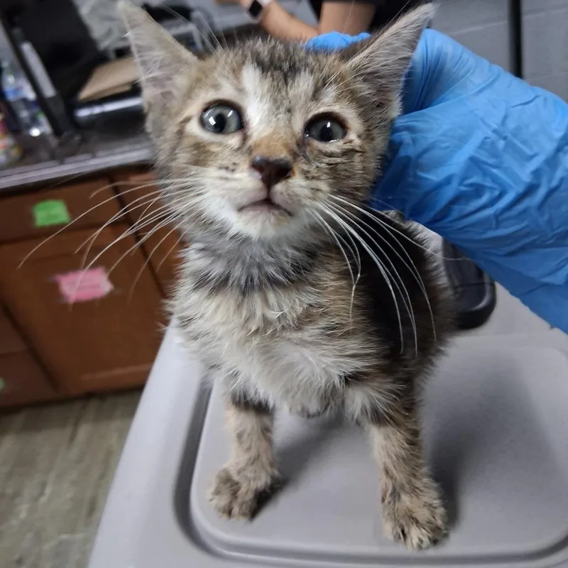 A baby small-sized female Brown / Chocolate Domestic Medium Hair cat named Maggie for adoption in Summerville, SC