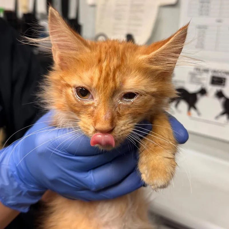A baby small-sized male Orange / Red Domestic Medium Hair cat named French Fry for adoption in Birdsboro, PA