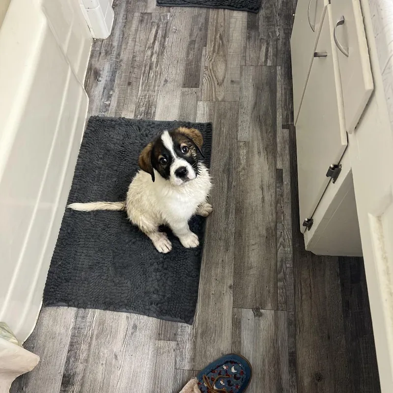 A baby large-sized male White / Cream Great Pyrenees dog named Ranger for adoption in Oxford, ME