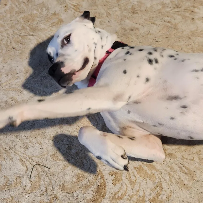 Amira Prev Frost Al thumbnail 2