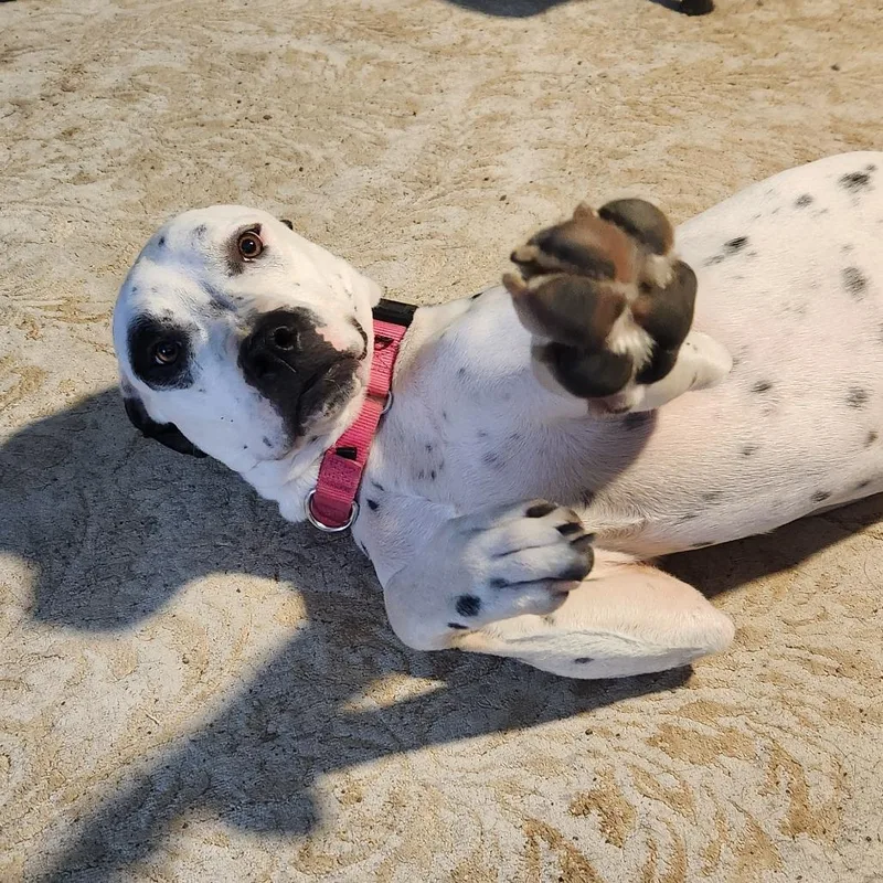 Amira Prev Frost Al thumbnail 3