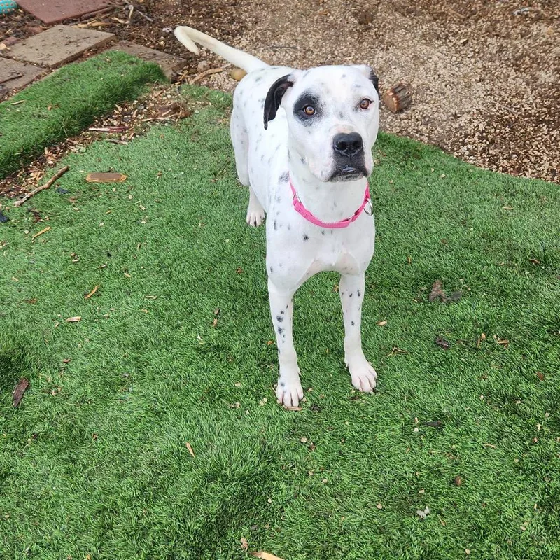 Amira Prev Frost Al thumbnail 4