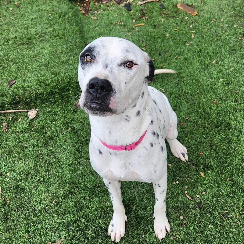 Amira Prev Frost Al thumbnail 5