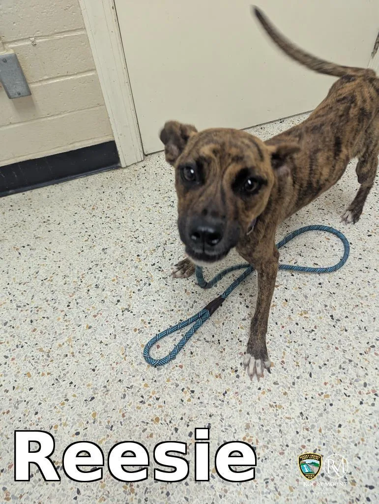 A baby medium-sized female Pit Bull Terrier dog named Reesie for adoption in Rocky Mount, NC