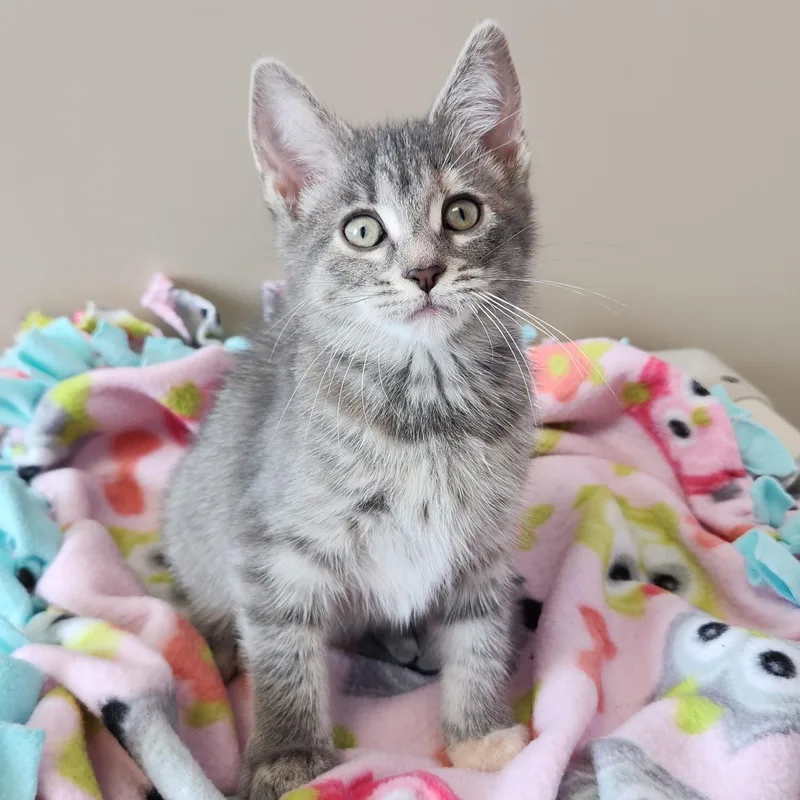 A baby medium-sized female Tabby (Gray / Blue / Silver) Tabby cat named Espurr for adoption in Marshfield, WI