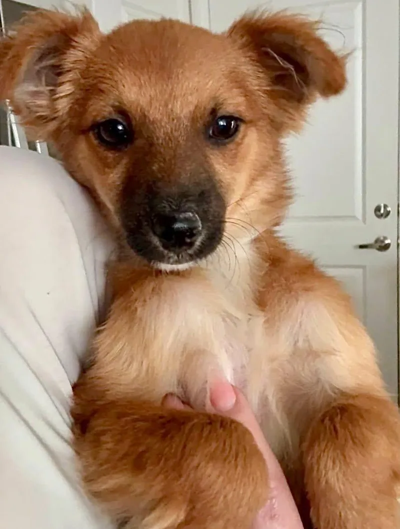 A baby small-sized female Chihuahua dog named Canela for adoption in Elkton, MD