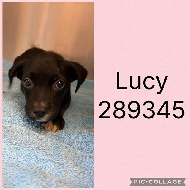 A baby small-sized female Labrador Retriever dog named Lucy for adoption in Macon, GA