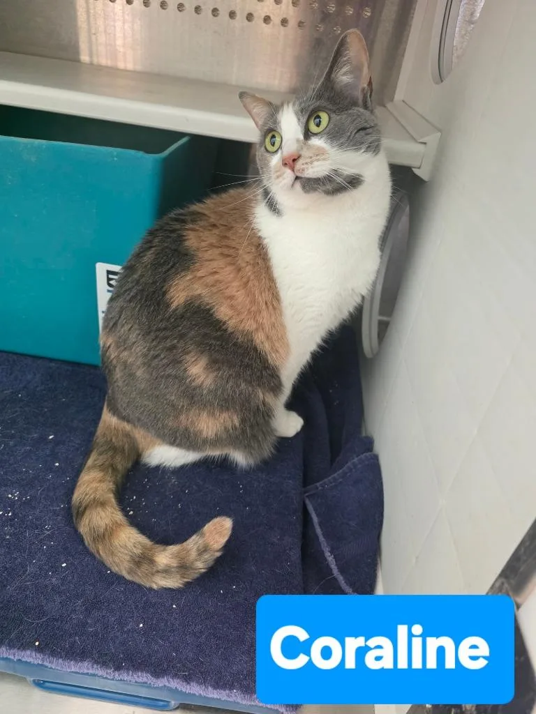 An adult small-sized female Domestic Short Hair cat named Coraline for adoption in Mena, AR