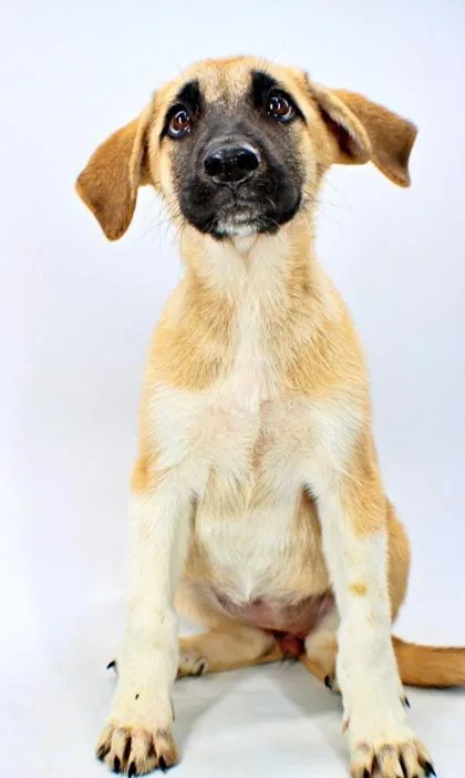 A baby large-sized female Golden Retriever dog named Amy for adoption in Morton Grove, IL