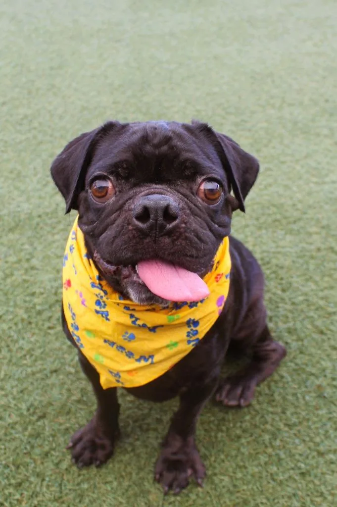 An adult small-sized male Pug dog named Bellamy bonded to Blaire for adoption in Gardena, CA