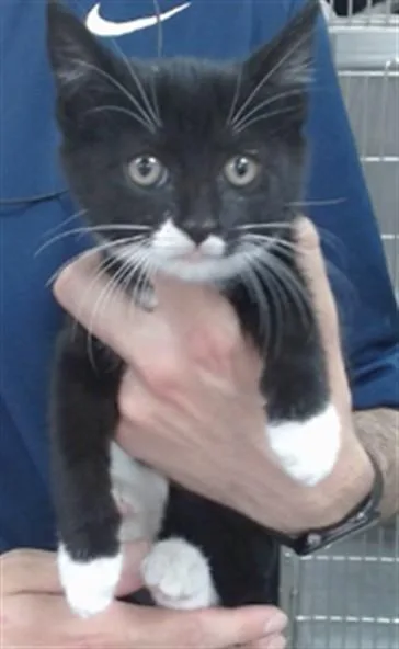 A baby small-sized female Domestic Short Hair cat named Sally for adoption in Salinas, CA