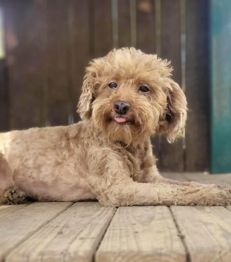 A young small-sized female Red / Chestnut / Orange Goldendoodle dog named SOLA in RHODE ISLAND for adoption in West Warwick, RI