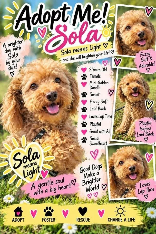 SOLA in RHODE ISLAND thumbnail 3