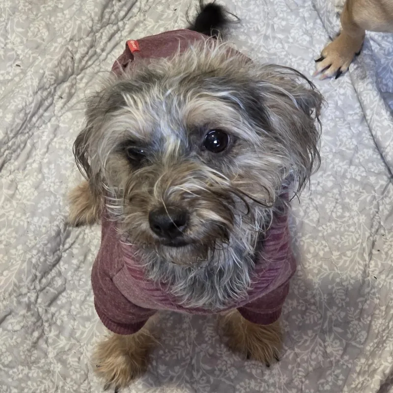 A young small-sized female Brown / Chocolate Havanese dog named Ella for adoption in Indianapolis, IN
