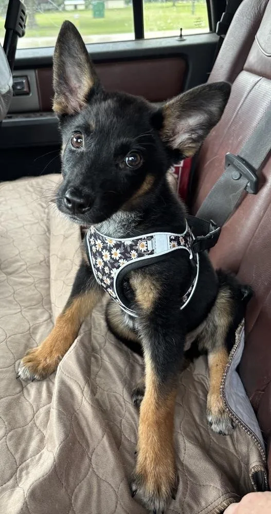 A baby small-sized male Tricolor (Brown, Black, & White) Mixed Breed dog named Nemo for adoption in Brookshire, TX