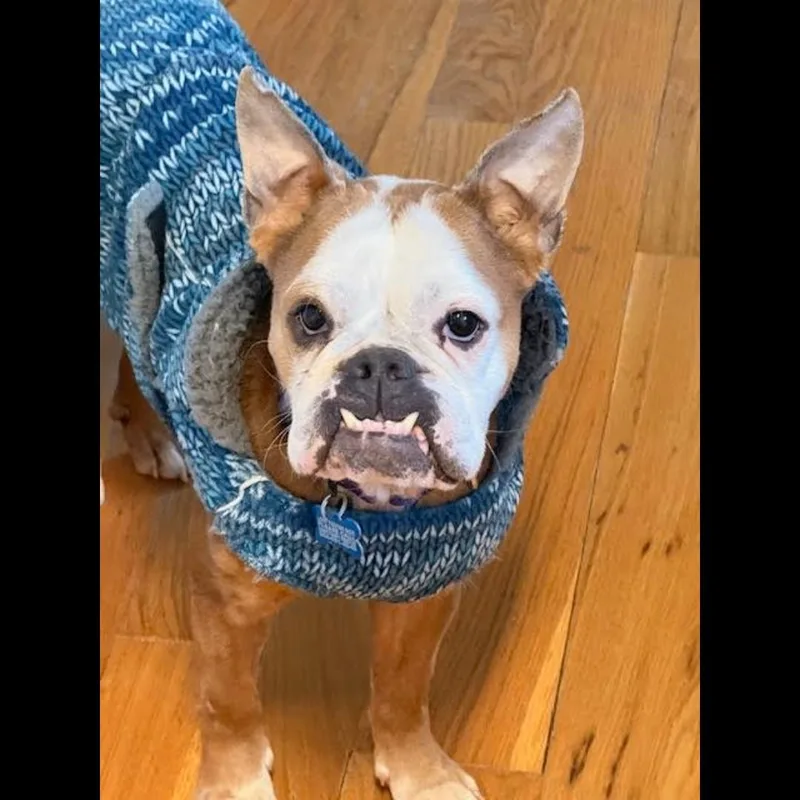 Beefaroni thumbnail 4