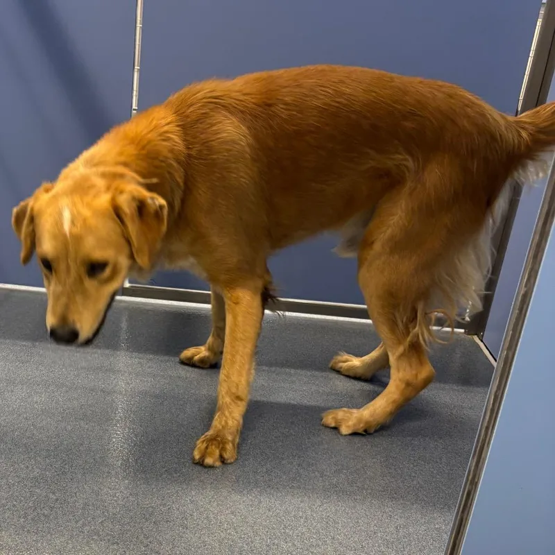 An adult large-sized male Yellow / Tan / Blond / Fawn Great Pyrenees dog named Poncho for adoption in St Joseph, MO