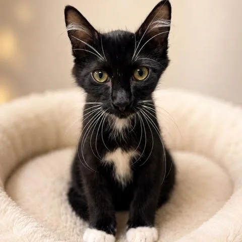 A baby medium-sized male Black & White / Tuxedo Domestic Medium Hair cat named Jack Daniel'S for adoption in Cranston, RI