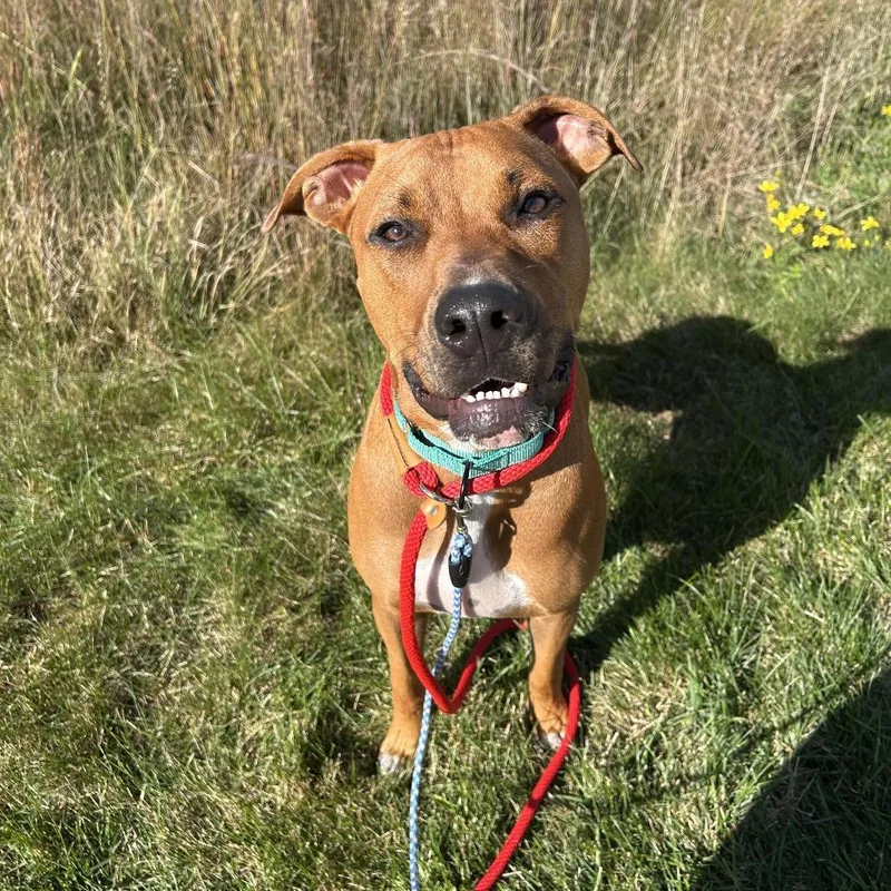 A young medium-sized male Yellow / Tan / Blond / Fawn Mixed Breed dog named Kovu for adoption in Matteson, IL