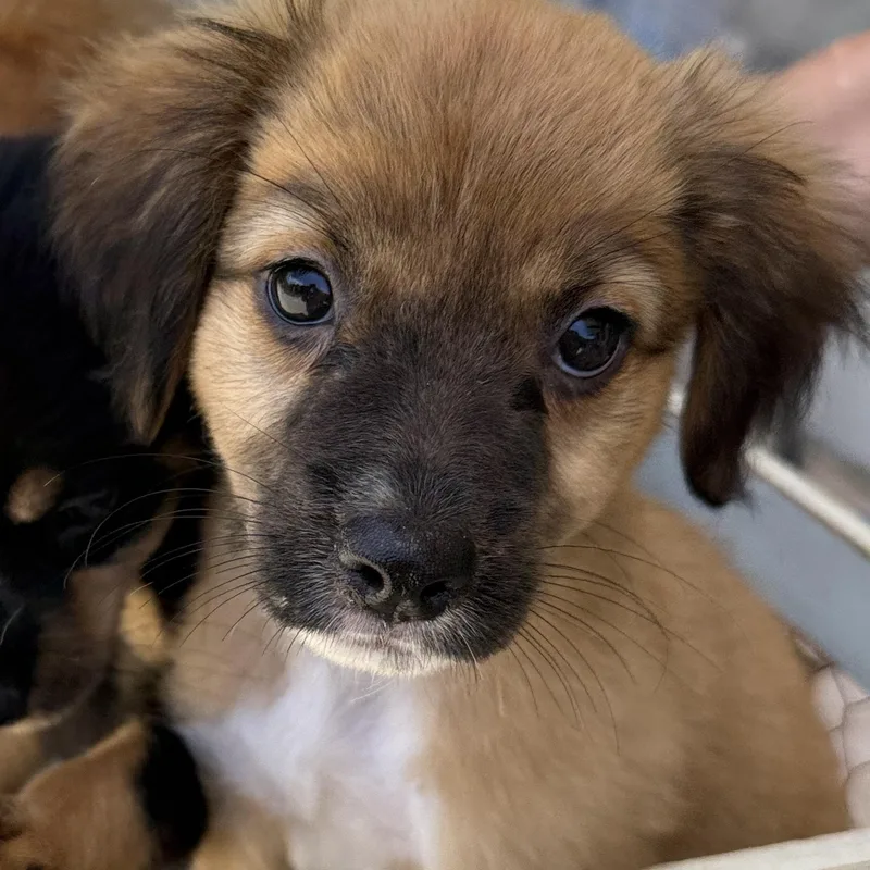 A baby medium-sized female Mixed Breed dog named Sparky for adoption in ISABELA, PR