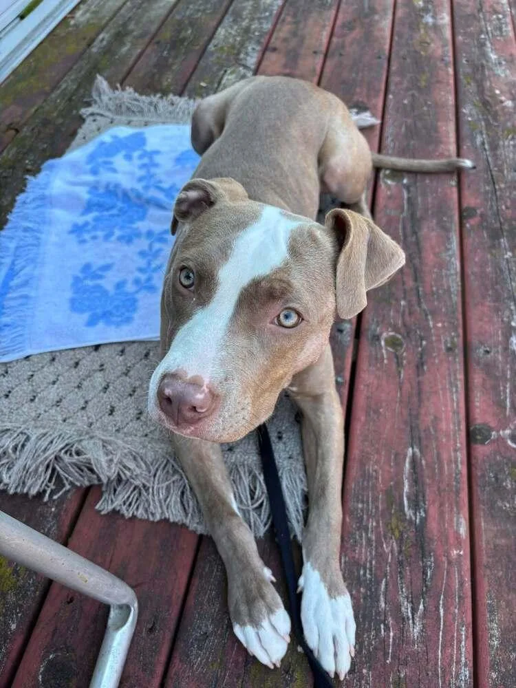 A young medium-sized female Mixed Breed dog named Katie Mae for adoption in Lansing, MI