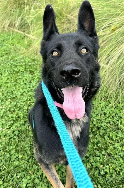 Caspian