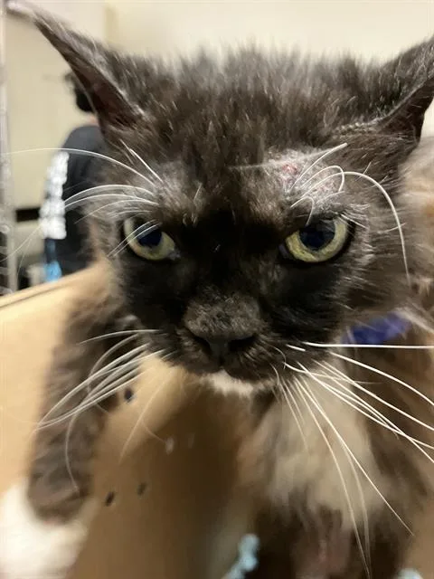 An adult medium-sized female Domestic Short Hair cat named Yuba for adoption in Long Beach, CA