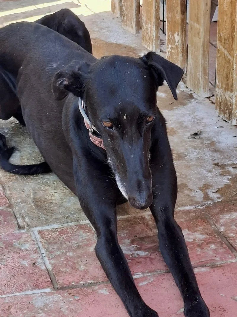 An adult medium-sized female Galgo Spanish Greyhound dog named Cloe for adoption in Winter Park, FL
