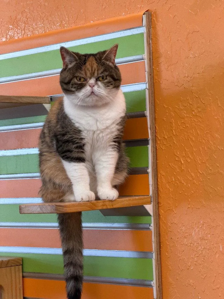 An adult small-sized female British Shorthair cat named Penelope for adoption in Saint George, UT