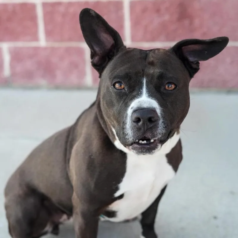 An adult medium-sized female Black Mixed Breed dog named Chicken Tender for adoption in Fredericksburg, VA
