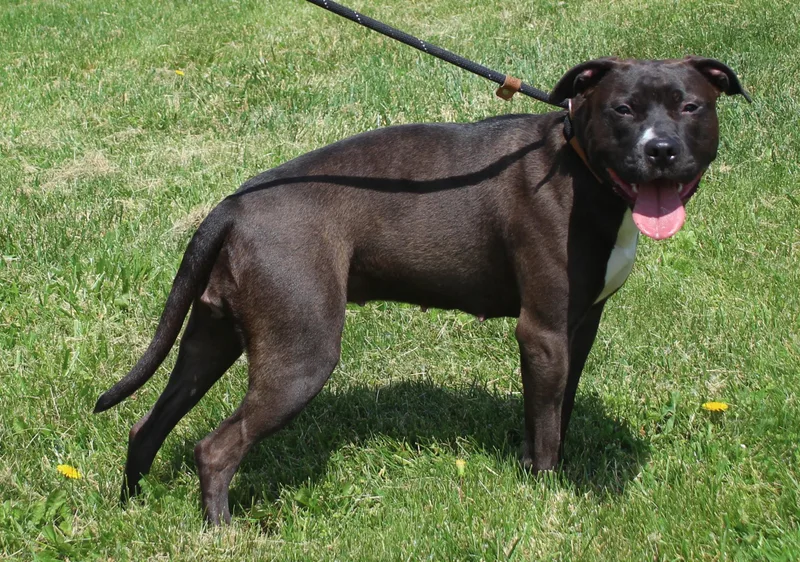 A young medium-sized female Brown / Chocolate Pit Bull Terrier dog named Lulu for adoption in Heath, OH
