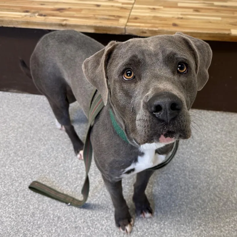 A young large-sized male Gray / Blue / Silver Pit Bull Terrier dog named Urek for adoption in Durango, CO