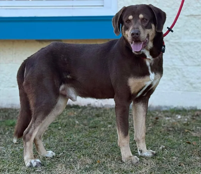 A young medium-sized male Hound dog named Highway Man for adoption in Kingsland, GA