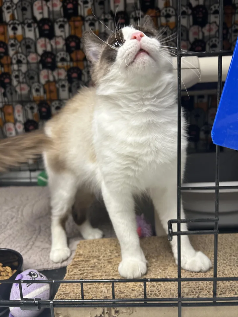 A young medium-sized female Chocolate Point Birman cat named Jasmine for adoption in Cape May, NJ
