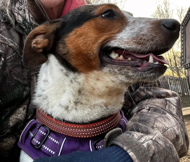 An adult medium-sized female Tricolor (Brown, Black, & White) Cattle Dog dog named Athena for adoption in Woodruff, SC
