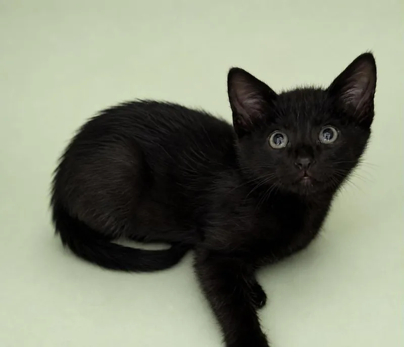 A baby small-sized male Domestic Short Hair cat named Potato for adoption in Columbia, TN