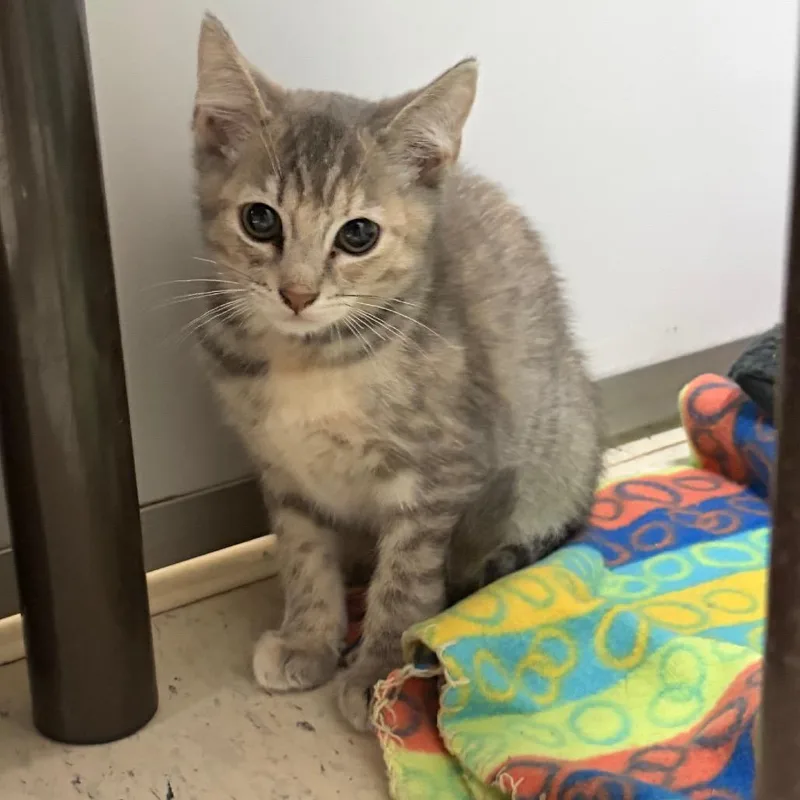 A baby small-sized female Torbie American Shorthair cat named Diamond for adoption in Melrose, FL