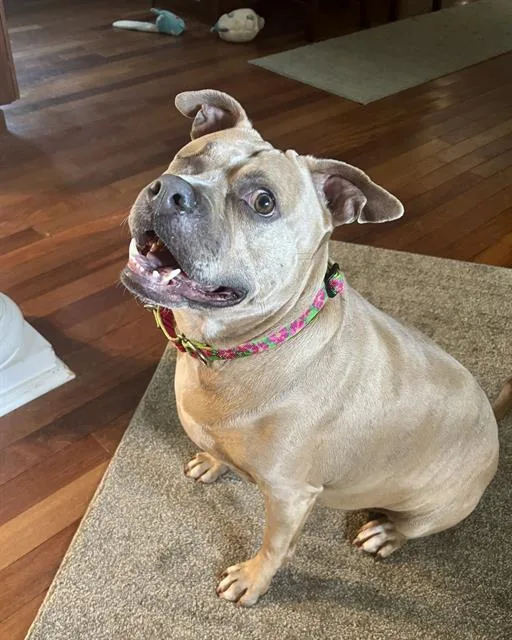 An adult large-sized female Mixed Breed dog named Surrey for adoption in Fort Walton Beach, FL
