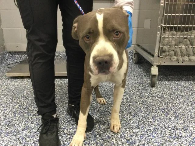An adult large-sized male Pit Bull Terrier dog named A for adoption in Thousand Palms, CA