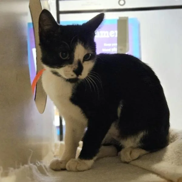 A baby small-sized female Domestic Medium Hair cat named Sake for adoption in Oakland, CA
