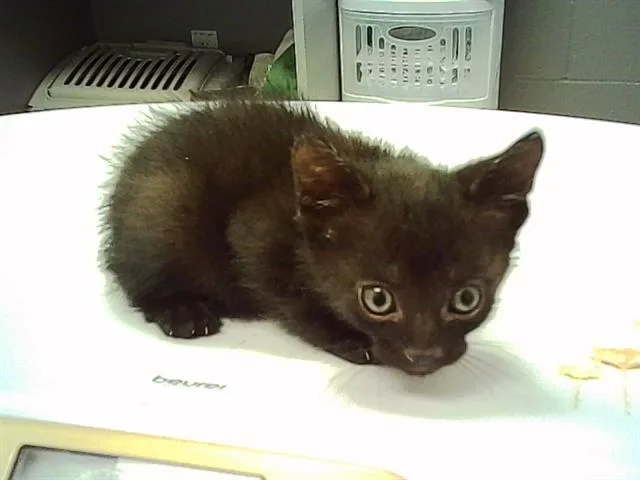 A baby small-sized female Domestic Short Hair cat named Suave for adoption in Indianapolis, IN