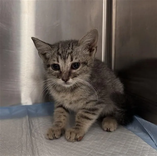 A baby small-sized female Domestic Short Hair cat named Evee for adoption in Thousand Palms, CA