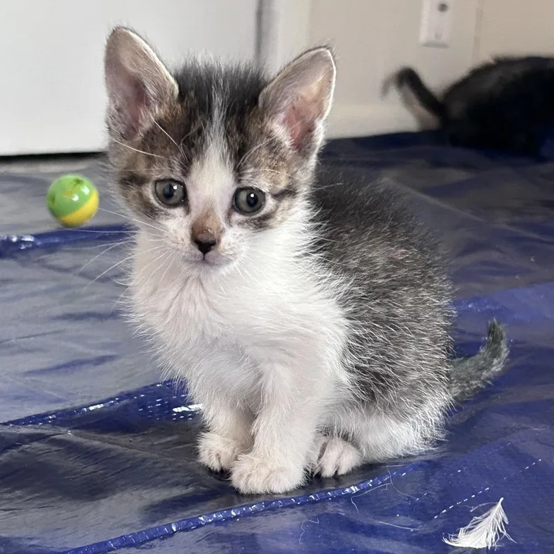 A baby small-sized female Brown / Chocolate Domestic Short Hair cat named Turnip for adoption in Springfield, IL